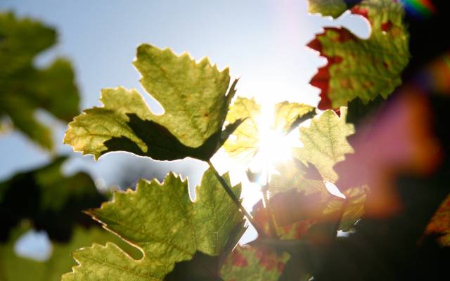 Sonnenstrahlen leuchten zwischen den Weinblättern hindurch